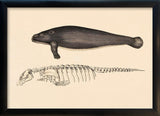 Sea Cow (Manatee) and Details. Mini Print