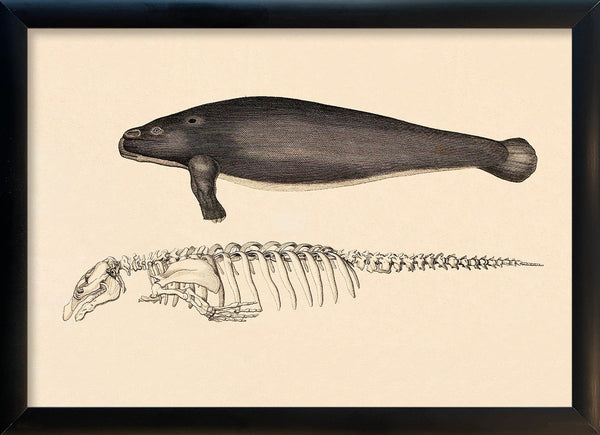 Sea Cow (Manatee) and Details. Mini Print