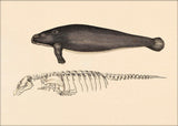 Sea Cow (Manatee) and Details. Mini Print
