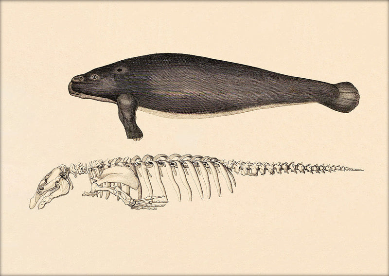 Sea Cow (Manatee) and Details. Mini Print