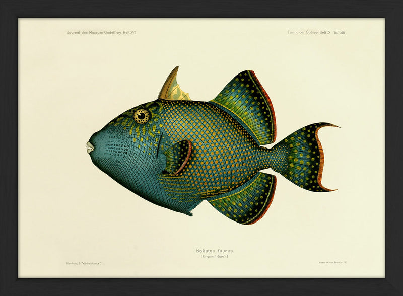 Blue Triggerfish (Balistes Fuscus). Mini Print