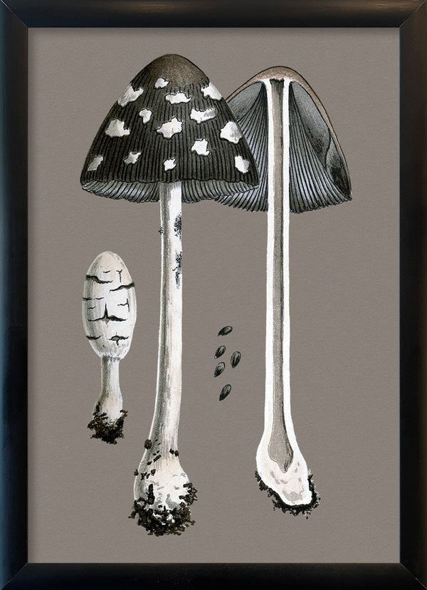 Fungi and details. Mini Print