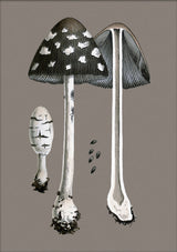 Fungi and details. Mini Print