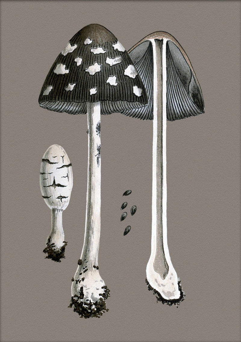 Fungi and details. Mini Print