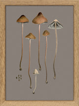 Four Brown Fungi and Details. Mini Print