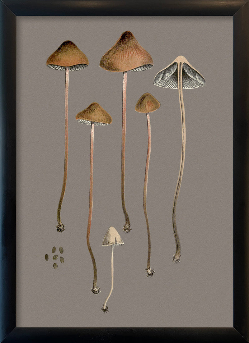 Four Brown Fungi and Details. Mini Print