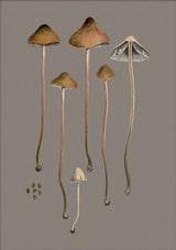 Four Brown Fungi and Details. Mini Print