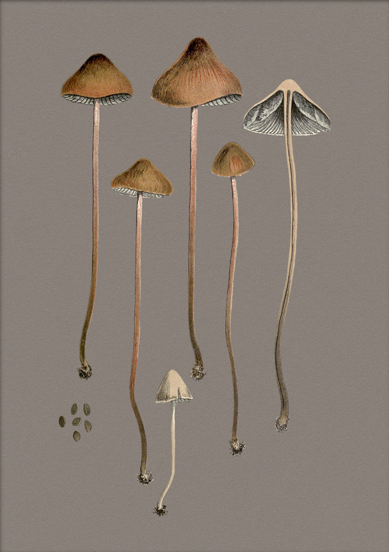 Four Brown Fungi and Details. Mini Print