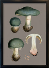 Three Blue Fungi and Details. Mini Print