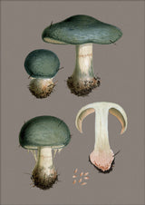 Three Blue Fungi and Details. Mini Print