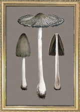 Two Fungi and Details. Mini Print