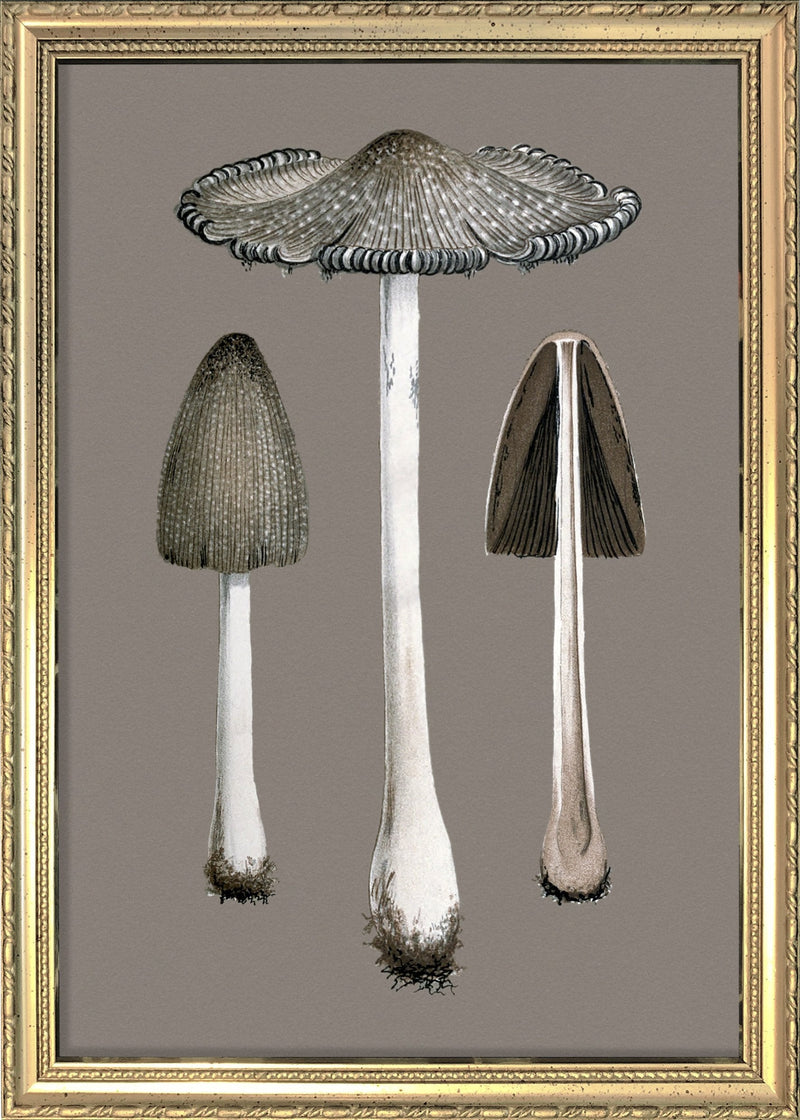 Two Fungi and Details. Mini Print