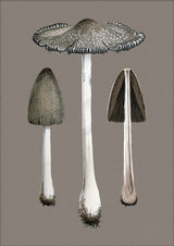 Two Fungi and Details. Mini Print