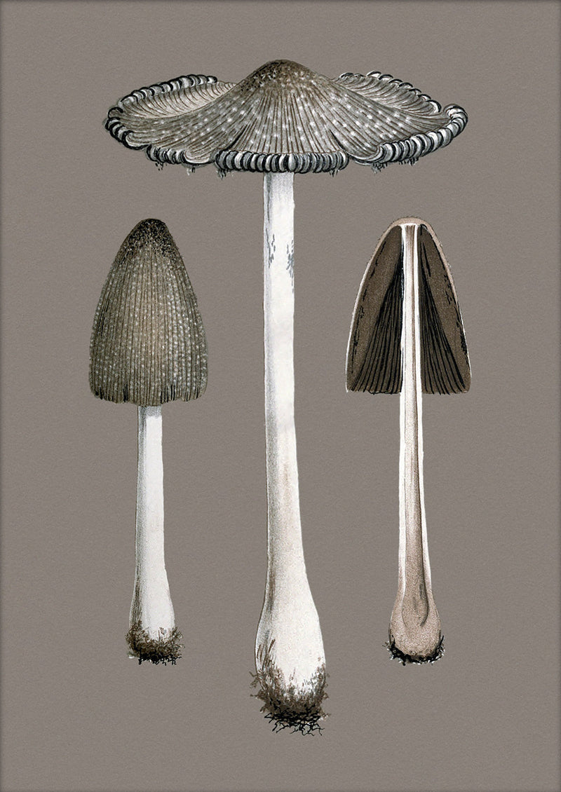 Two Fungi and Details. Mini Print