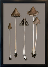 Brown Fungi. Mini Print