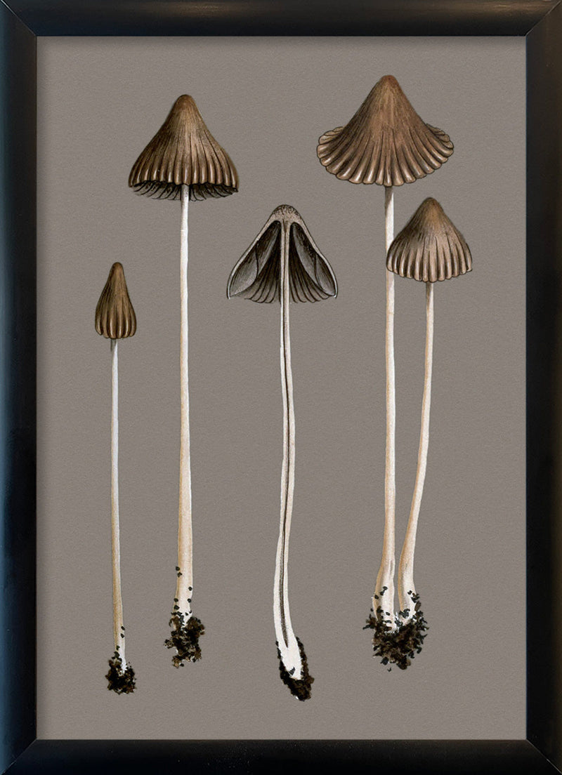 Brown Fungi. Mini Print