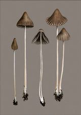 Brown Fungi. Mini Print