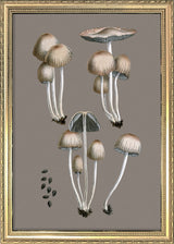 Groups of Fungi and Details. Mini Print