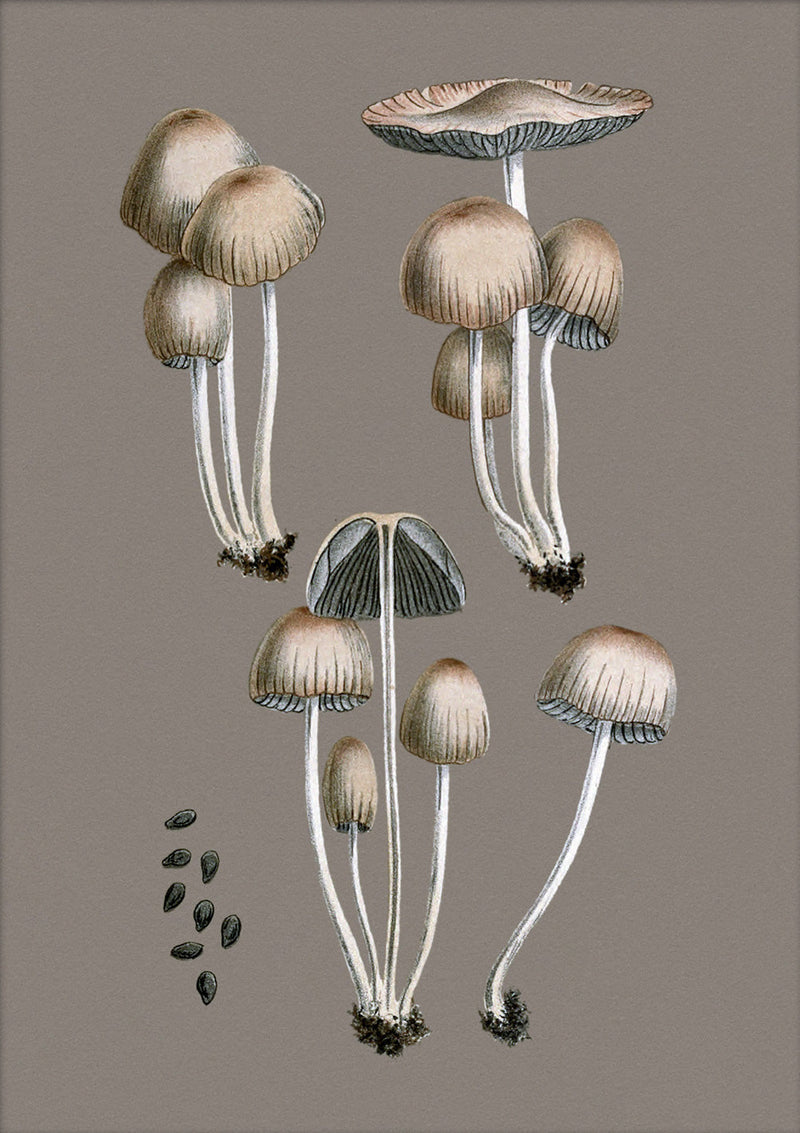 Groups of Fungi and Details. Mini Print