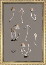 Small Fungi and Details. Mini Print