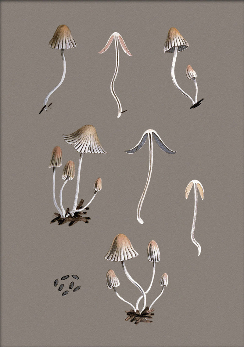 Small Fungi and Details. Mini Print
