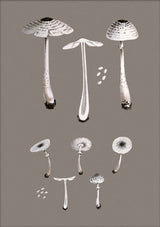 White Fungi and Details. Mini Print