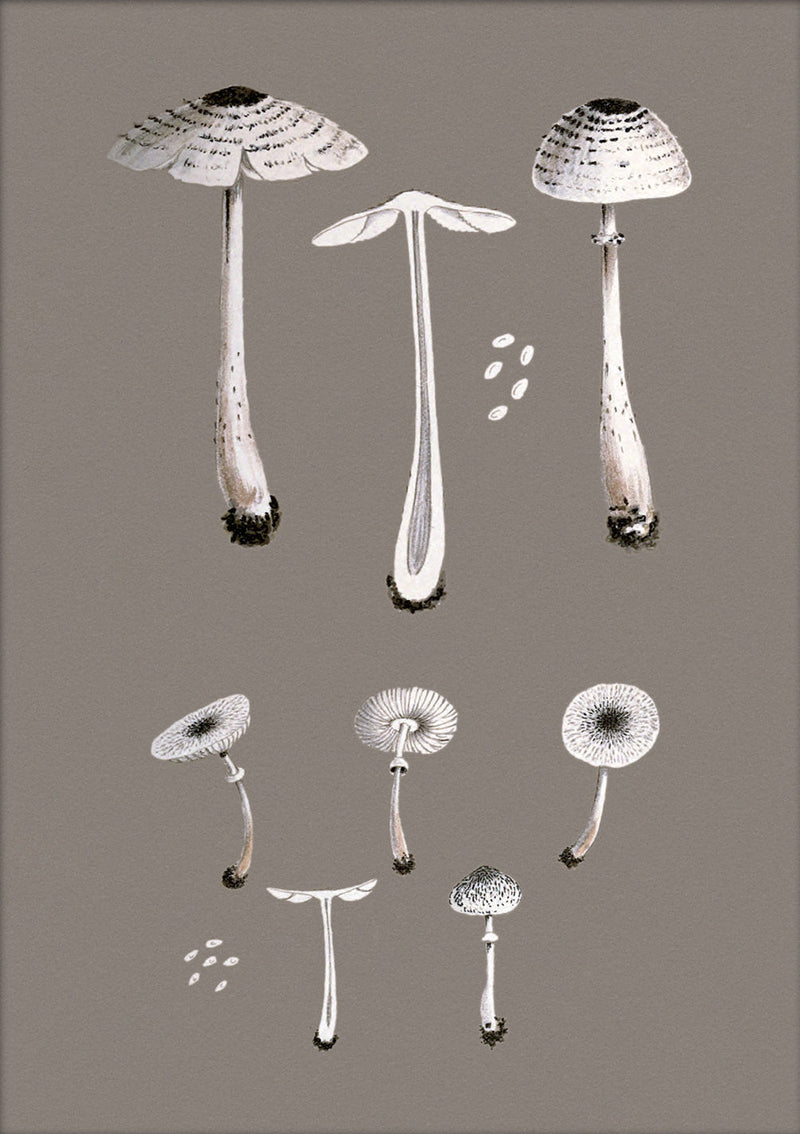 White Fungi and Details. Mini Print