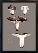Short Fungi and Details. Mini Print