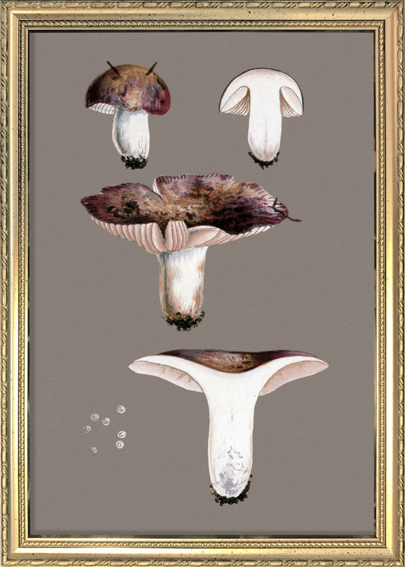 Short Fungi and Details. Mini Print