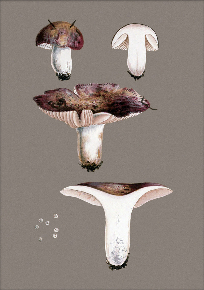 Short Fungi and Details. Mini Print