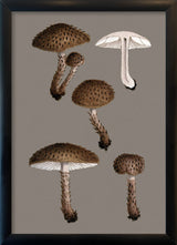 Short Brown Fungi and Details. Mini Print