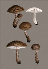 Short Brown Fungi and Details. Mini Print