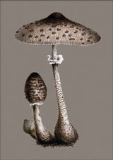 Tall Fungi. Mini Print