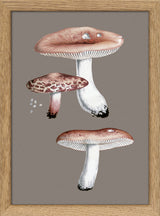 Small Fungi - Outlet