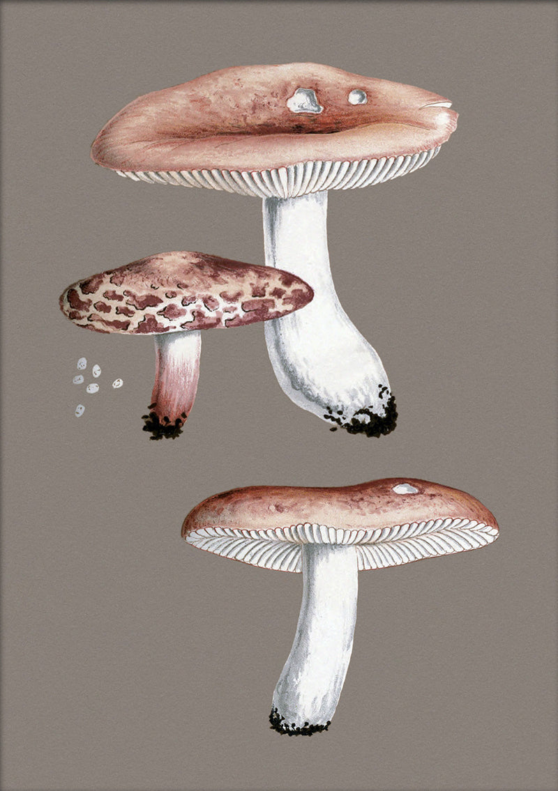 Small Fungi. Mini Print