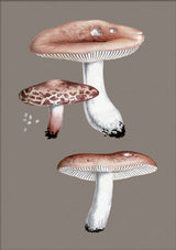 Small Fungi - Outlet