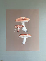 Small Fungi - Outlet