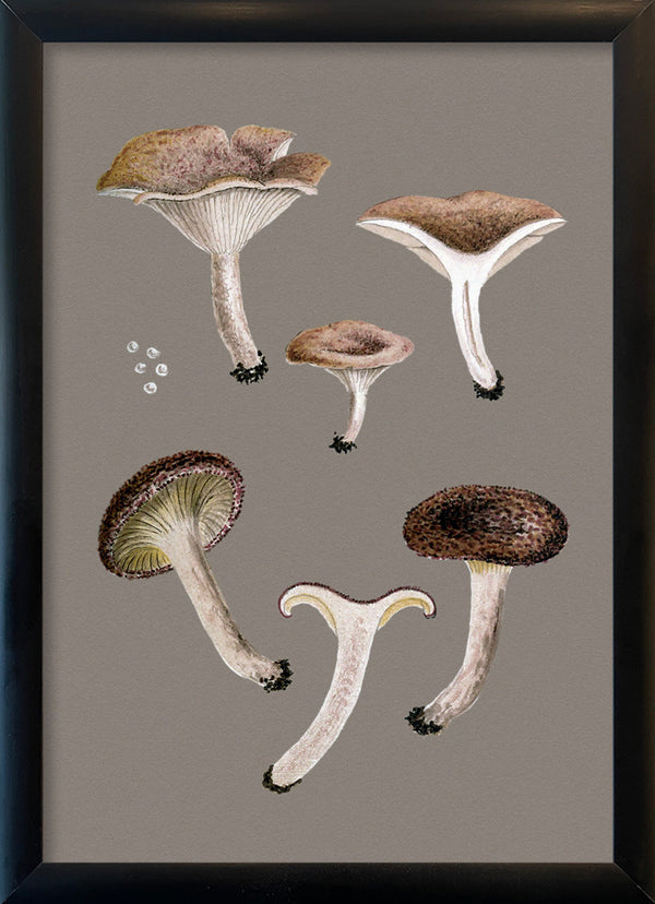 Small Brown Fungi and Details. Mini Print