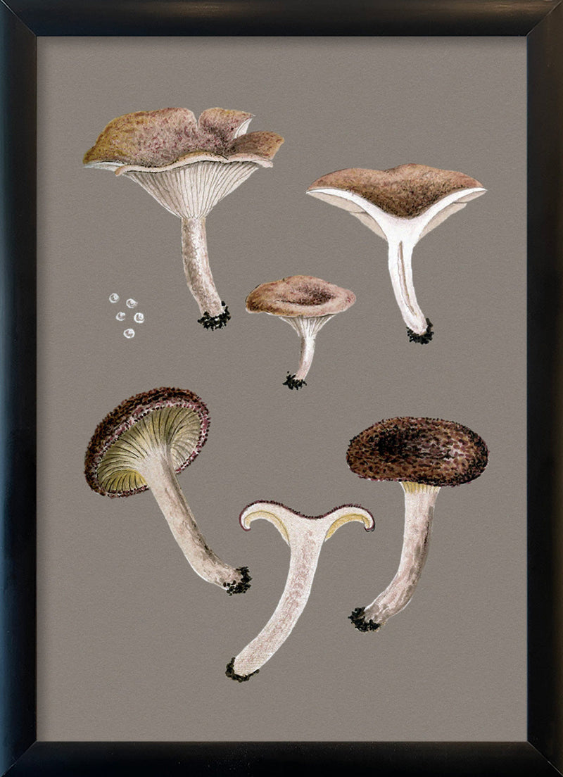 Small Brown Fungi and Details. Mini Print
