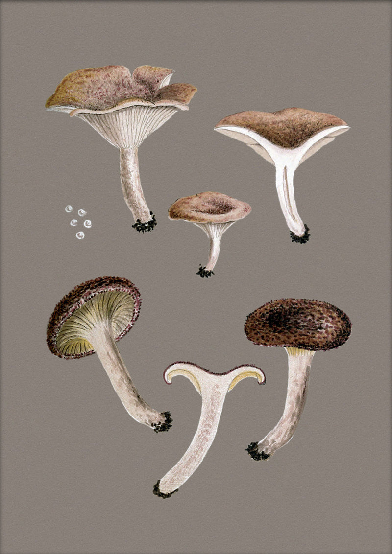 Small Brown Fungi and Details. Mini Print