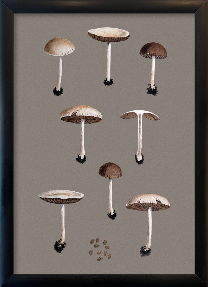 Group of Small Fungi and Details. Mini Print