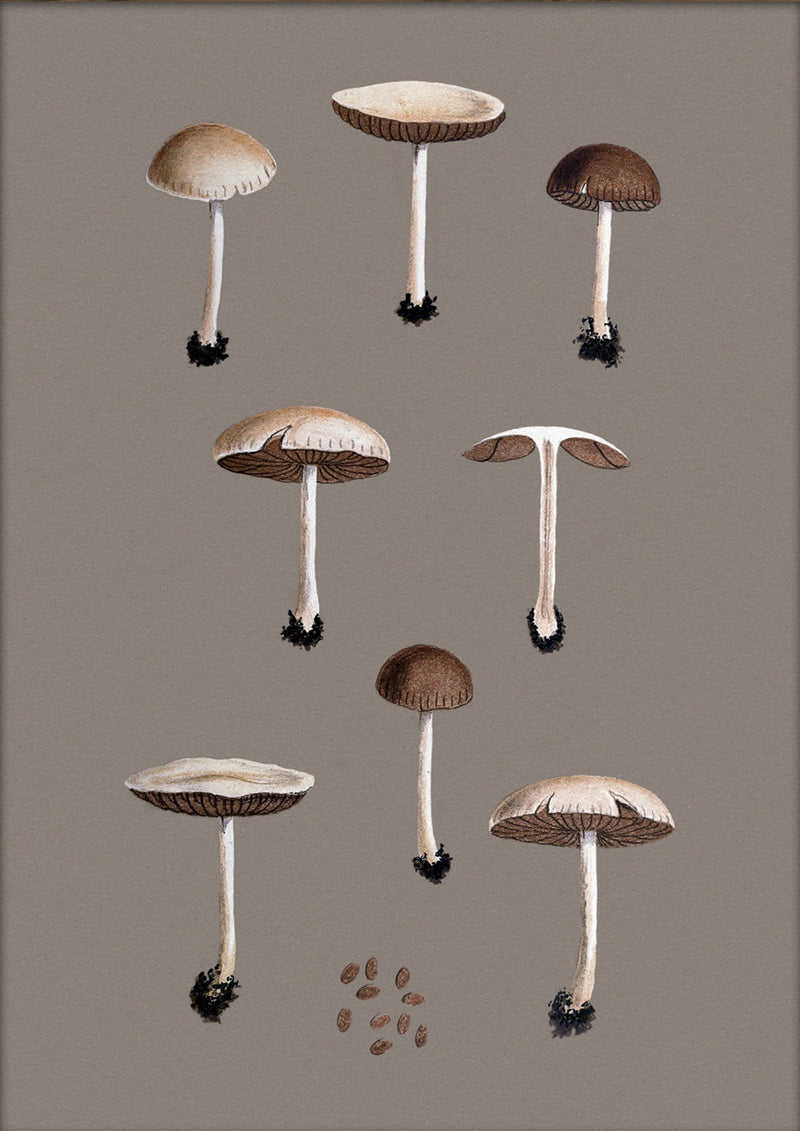 Group of Small Fungi and Details. Mini Print