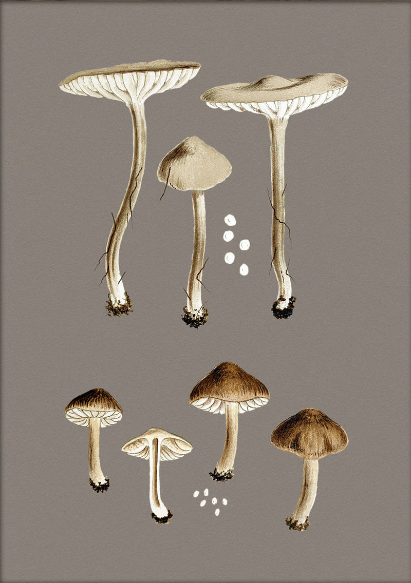 Group of Small Fungi. Mini Print