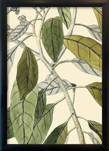 Conyza Carolinensis Close Up. Mini Print