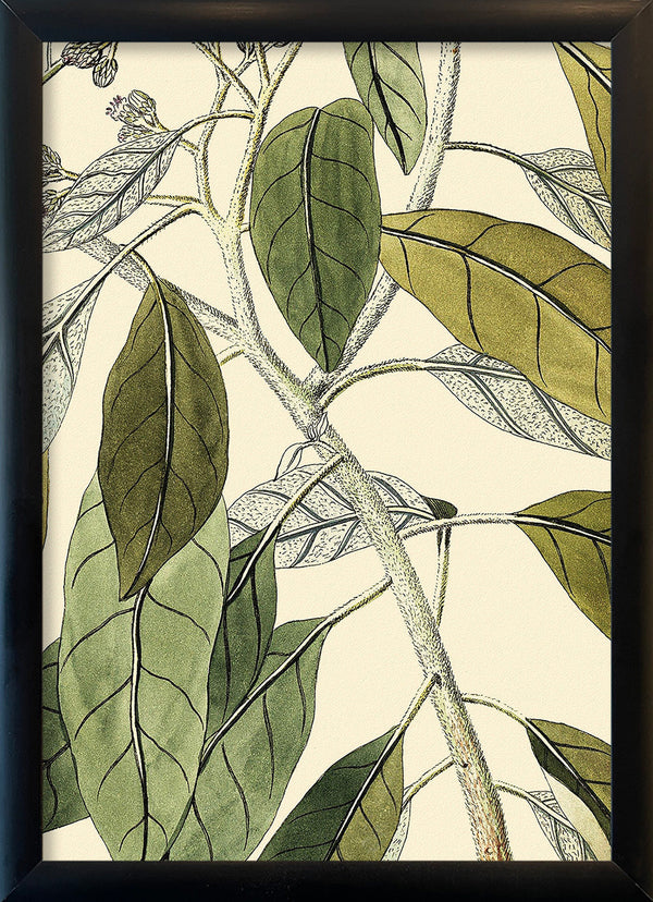 Conyza Carolinensis Close Up. Mini Print