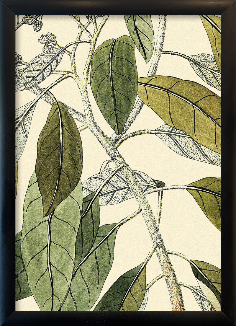 Conyza Carolinensis Close Up. Mini Print