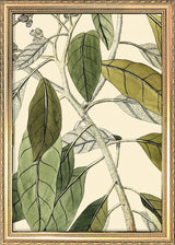 Conyza Carolinensis Close Up. Mini Print