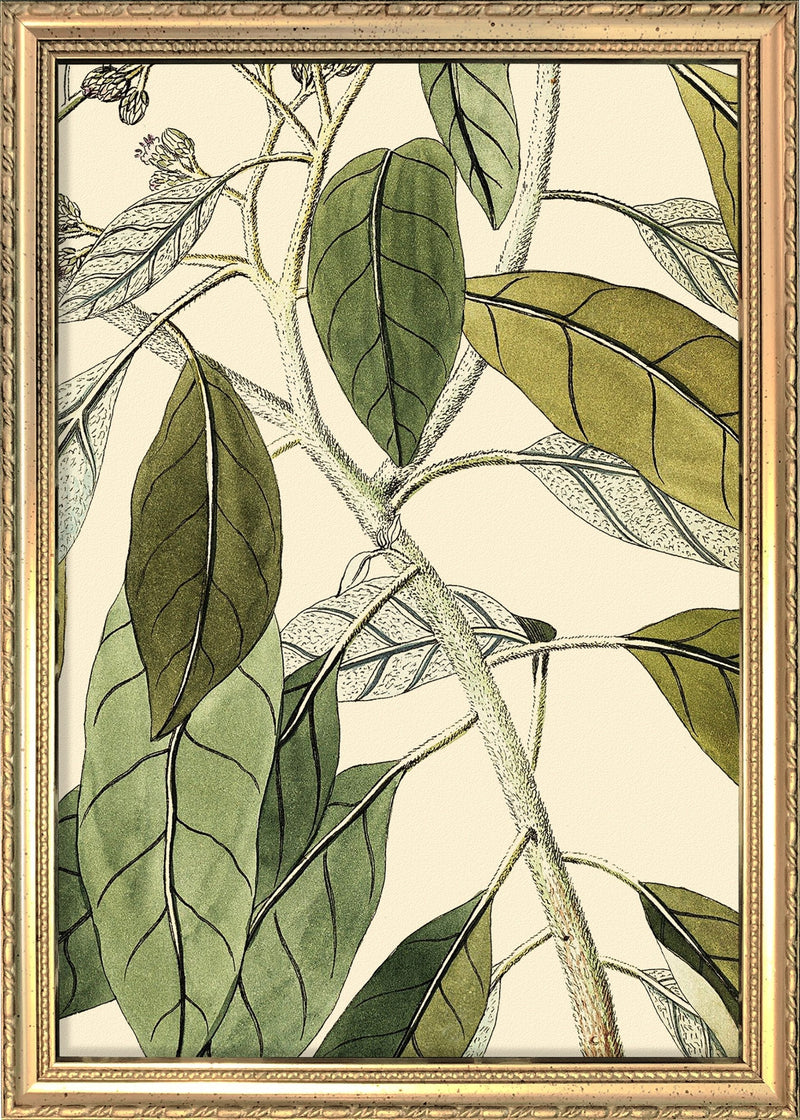 Conyza Carolinensis Close Up. Mini Print