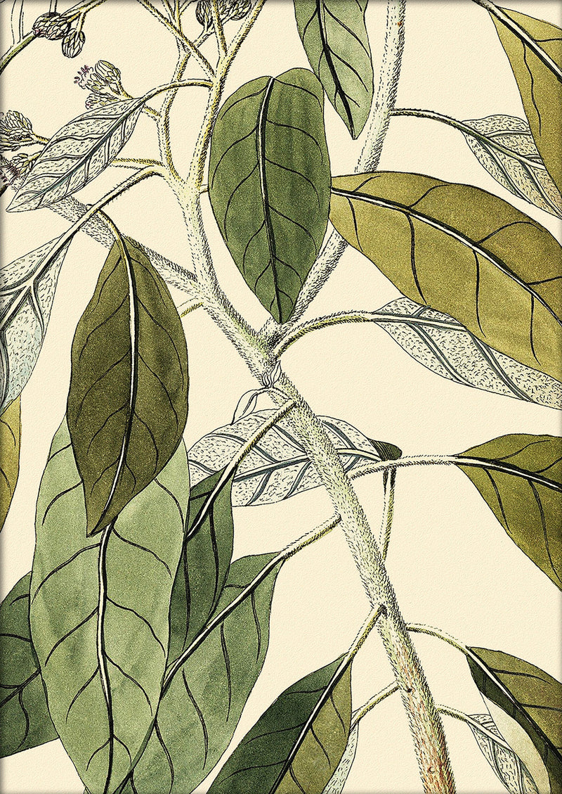 Conyza Carolinensis Close Up. Mini Print