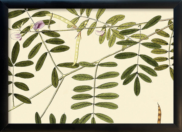 Galega Cineréa Close Up. Mini Print